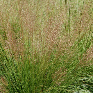 Plantes Vivaces SPOROBOLUS heterolepis - Sporobole à glumes inégales en vente - Pépinière Lepage .