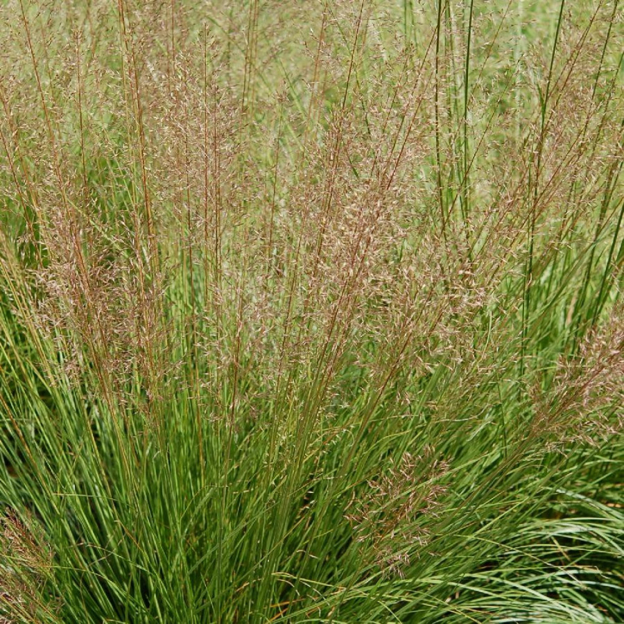 Plantes Vivaces SPOROBOLUS heterolepis - Sporobole à glumes inégales en vente - Pépinière Lepage .