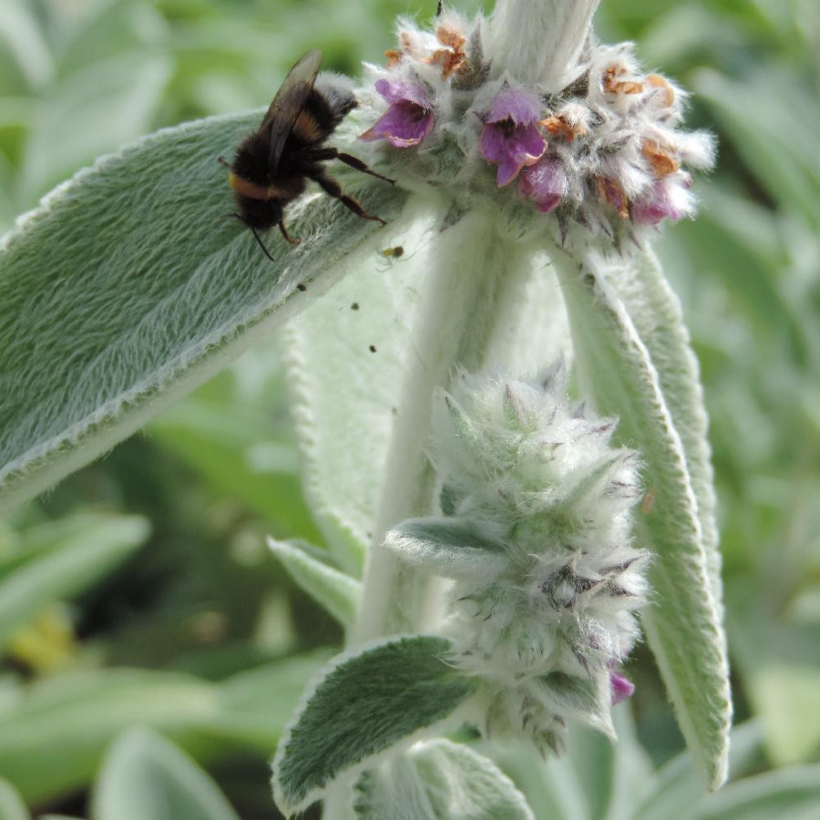 plantes-vivaces-stachys-byzantina-big-ears-epiaire-en-vente-pepiniere-lepage-