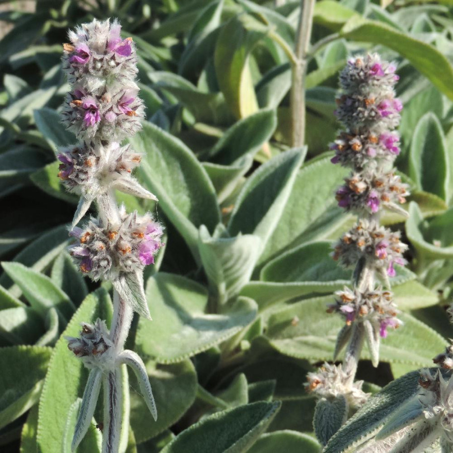 plantes-vivaces-stachys-byzantina-big-ears-epiaire-en-vente-pepiniere-lepage-