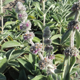 plantes-vivaces-stachys-byzantina-big-ears-epiaire-en-vente-pepiniere-lepage-