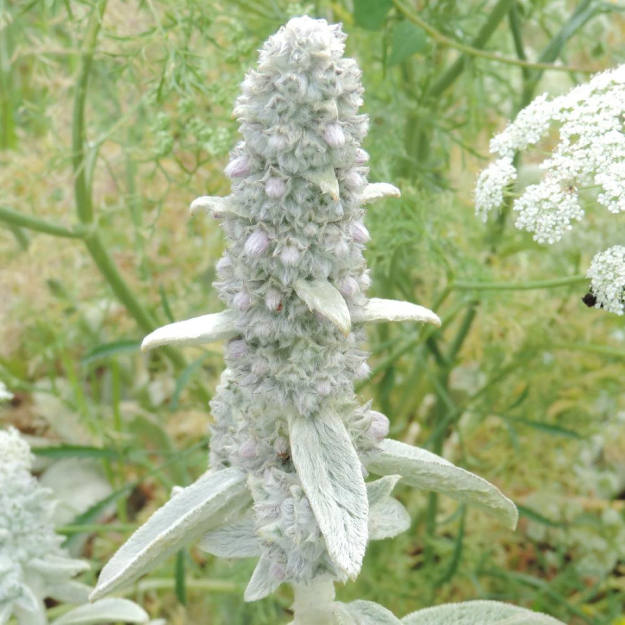 Plantes Vivaces STACHYS byzantina 'Cotton Boll' - Epiaire en vente - Pépinière Lepage .