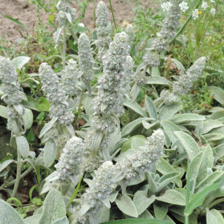 Plantes Vivaces STACHYS byzantina 'Cotton Boll' - Epiaire en vente - Pépinière Lepage .