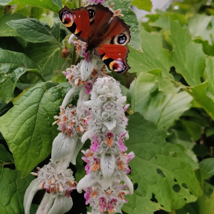 Plantes Vivaces STACHYS byzantina (olympica) - Epiaire en vente - Oreille d'ours en vente - Pépinière Lepage .