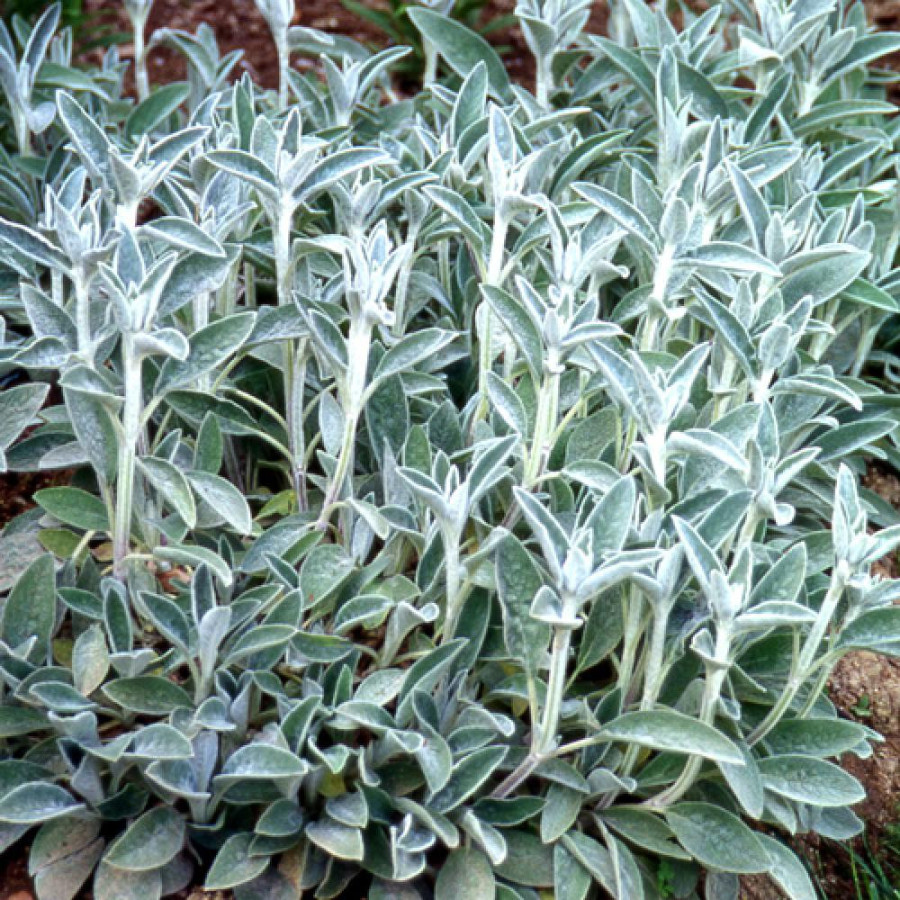Plantes Vivaces STACHYS byzantina (olympica) - Epiaire en vente - Oreille d'ours en vente - Pépinière Lepage .