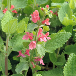 plantes-vivaces-stachys-coccinea-epiaire-en-vente-pepiniere-lepage-