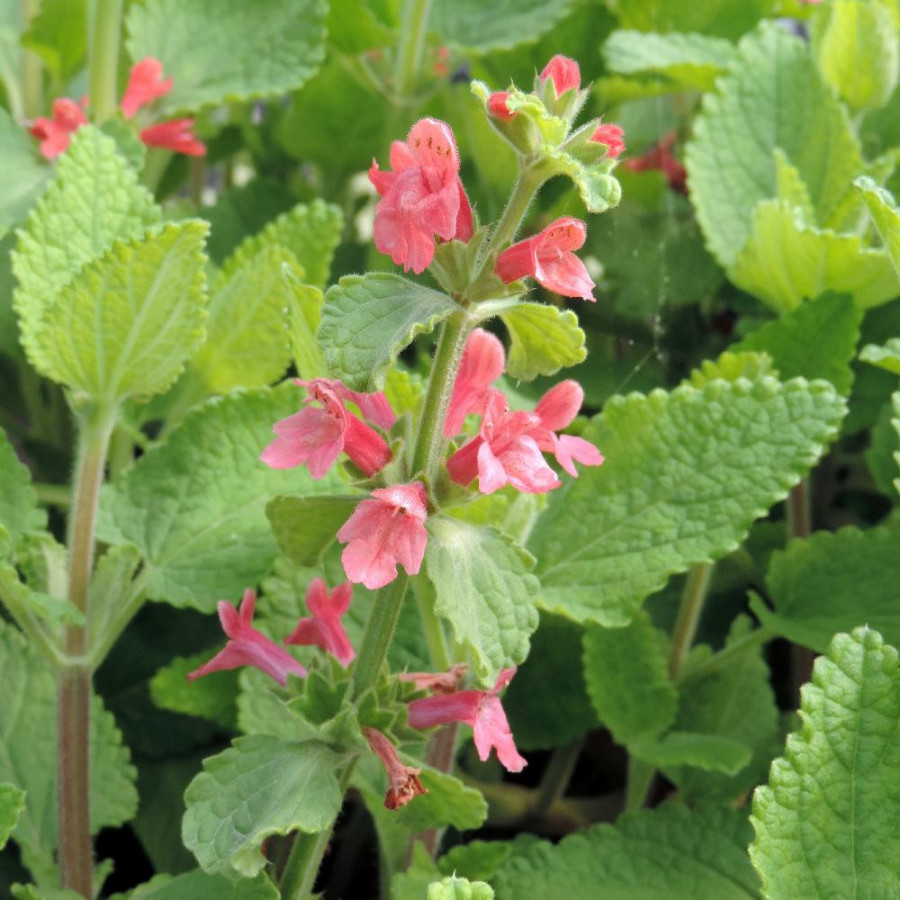 Plantes Vivaces STACHYS coccinea - Epiaire en vente - Pépinière Lepage .