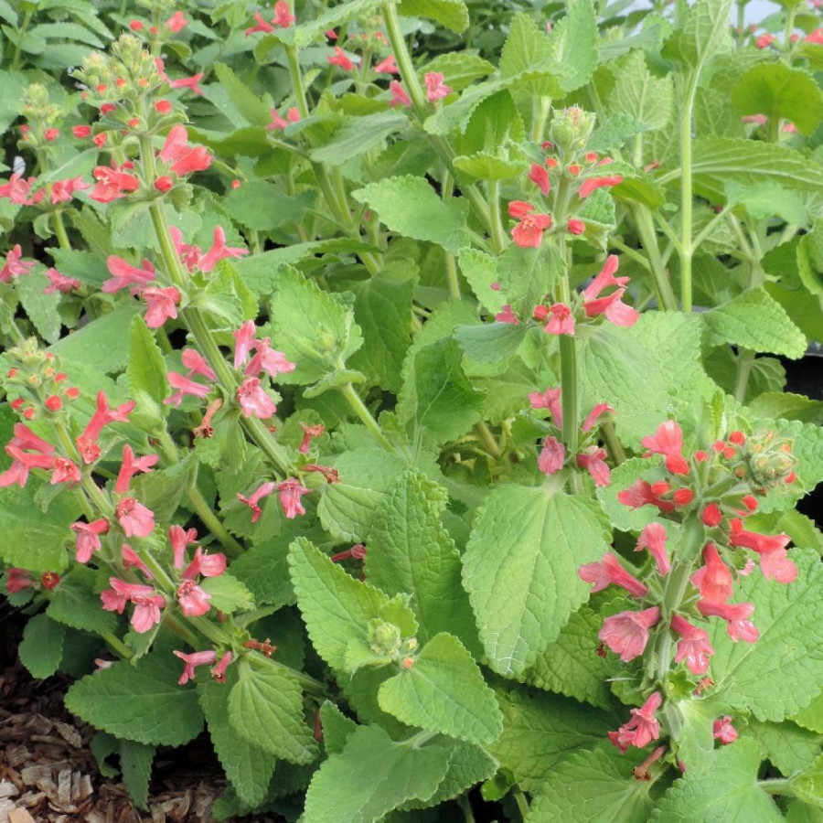 Plantes Vivaces STACHYS coccinea - Epiaire en vente - Pépinière Lepage .