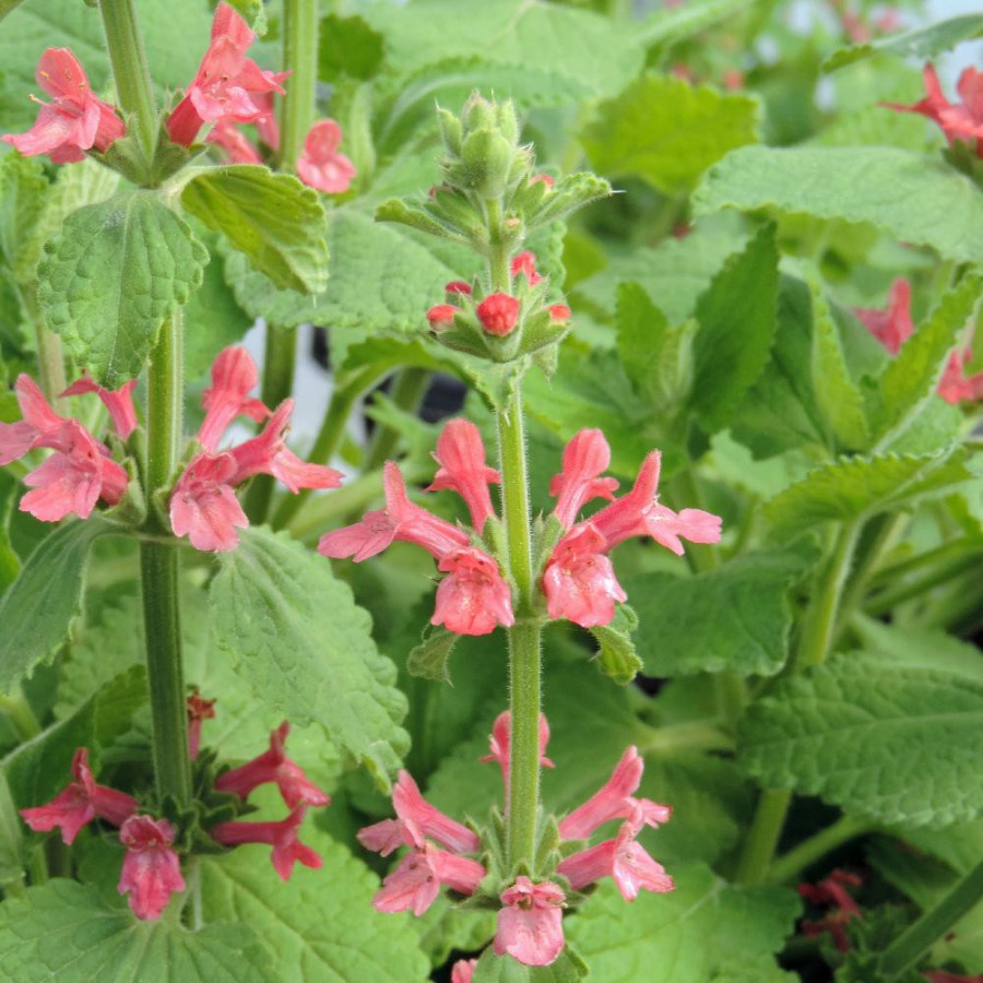 Plantes Vivaces STACHYS coccinea - Epiaire en vente - Pépinière Lepage .