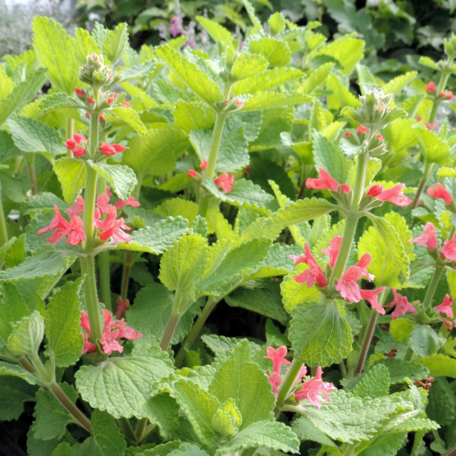 Plantes Vivaces STACHYS coccinea - Epiaire en vente - Pépinière Lepage .