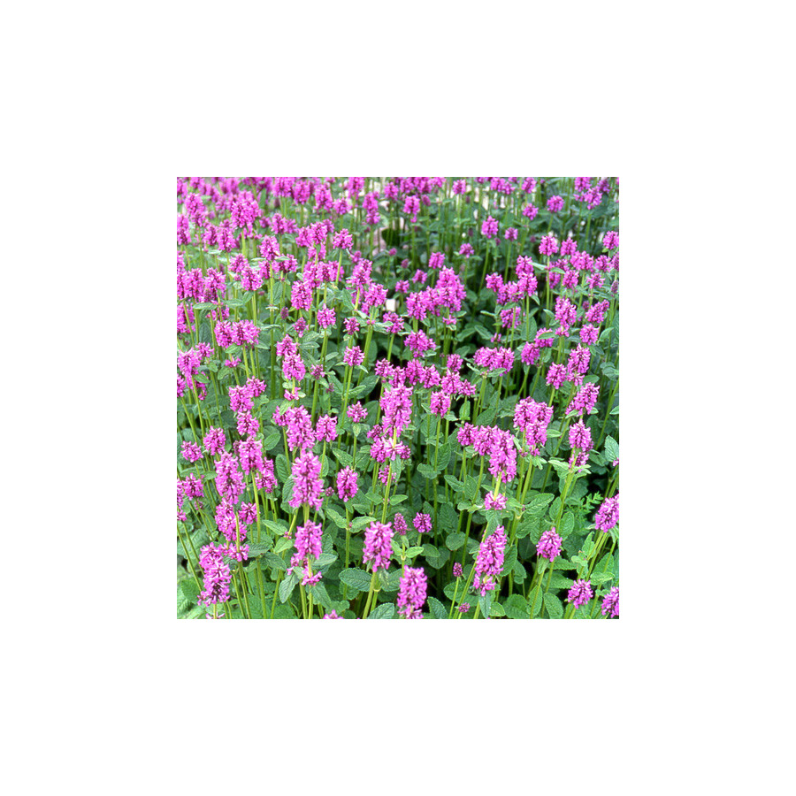 Plantes Vivaces STACHYS grandiflora - Epiaire en vente - Bétoine en vente - Pépinière Lepage .