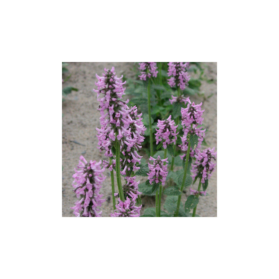 Plantes Vivaces STACHYS grandiflora - Epiaire en vente - Bétoine en vente - Pépinière Lepage .