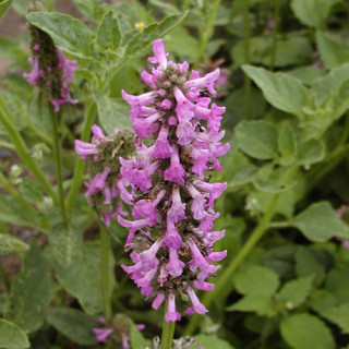 Plantes Vivaces STACHYS grandiflora - Epiaire en vente - Bétoine en vente - Pépinière Lepage .