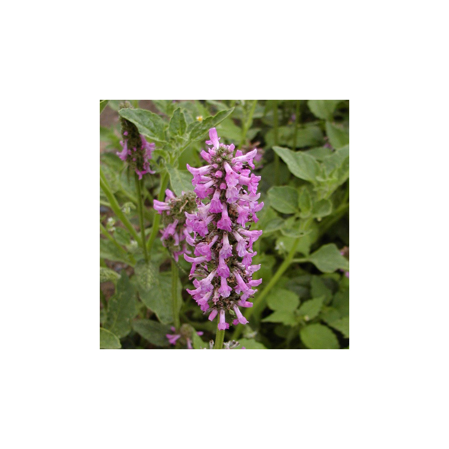 Plantes Vivaces STACHYS grandiflora - Epiaire en vente - Bétoine en vente - Pépinière Lepage .