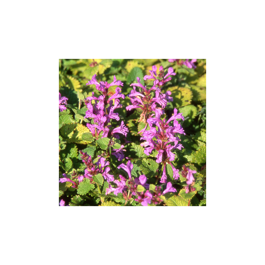 Plantes Vivaces STACHYS grandiflora 'Superba' - Epiaire en vente - Pépinière Lepage .