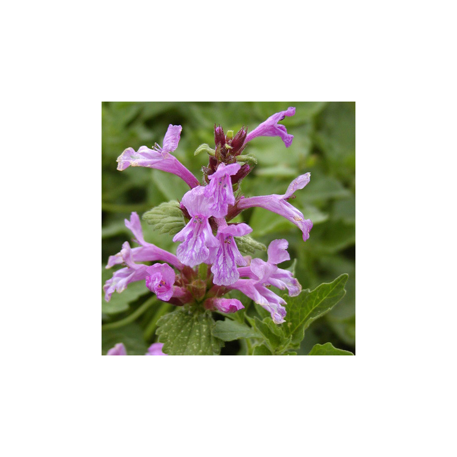 Plantes Vivaces STACHYS grandiflora 'Superba' - Epiaire en vente - Pépinière Lepage .