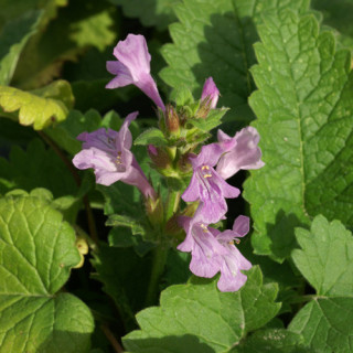 Plantes Vivaces STACHYS grandiflora 'Superba' - Epiaire en vente - Pépinière Lepage .