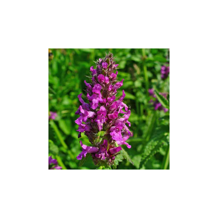 Plantes Vivaces STACHYS monieri 'Hummelo' - Epiaire en vente - Bétoine en vente - Pépinière Lepage .