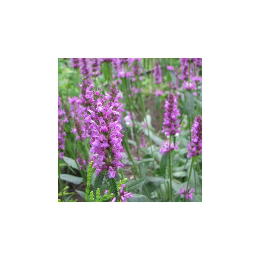 Plantes Vivaces STACHYS monieri 'Hummelo' - Epiaire en vente - Bétoine en vente - Pépinière Lepage .