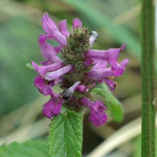 Plantes Vivaces STACHYS monieri 'Hummelo' - Epiaire en vente - Bétoine en vente - Pépinière Lepage .