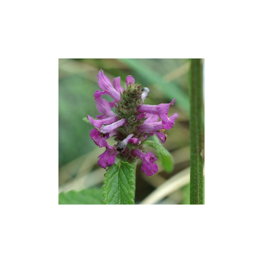 Plantes Vivaces STACHYS monieri 'Hummelo' - Epiaire en vente - Bétoine en vente - Pépinière Lepage .