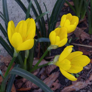 plantes-vivaces-sternbergia-lutea-amaryllis-dore-en-vente-pepiniere-lepage-