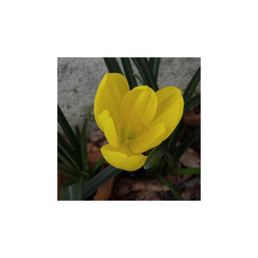 plantes-vivaces-sternbergia-lutea-amaryllis-dore-en-vente-pepiniere-lepage-