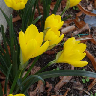 plantes-vivaces-sternbergia-lutea-amaryllis-dore-en-vente-pepiniere-lepage-