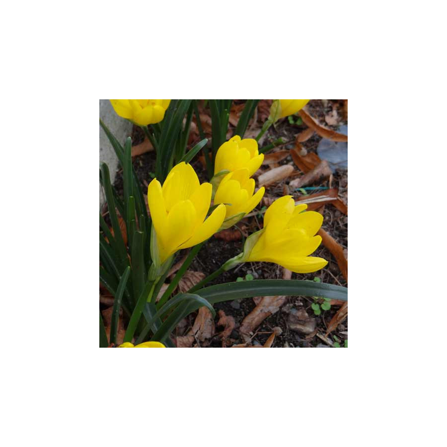 plantes-vivaces-sternbergia-lutea-amaryllis-dore-en-vente-pepiniere-lepage-