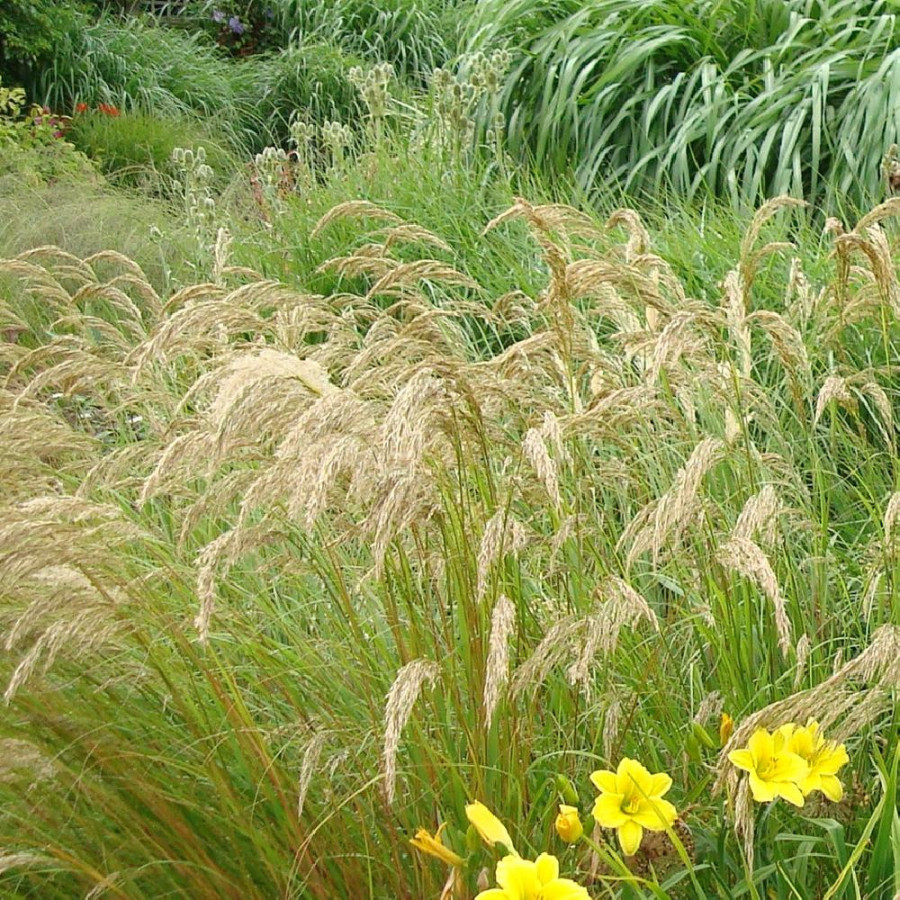 Plantes Vivaces STIPA calamagrostis 'Algäu' (Achnatherum) - Stipe en vente - Pépinière Lepage .