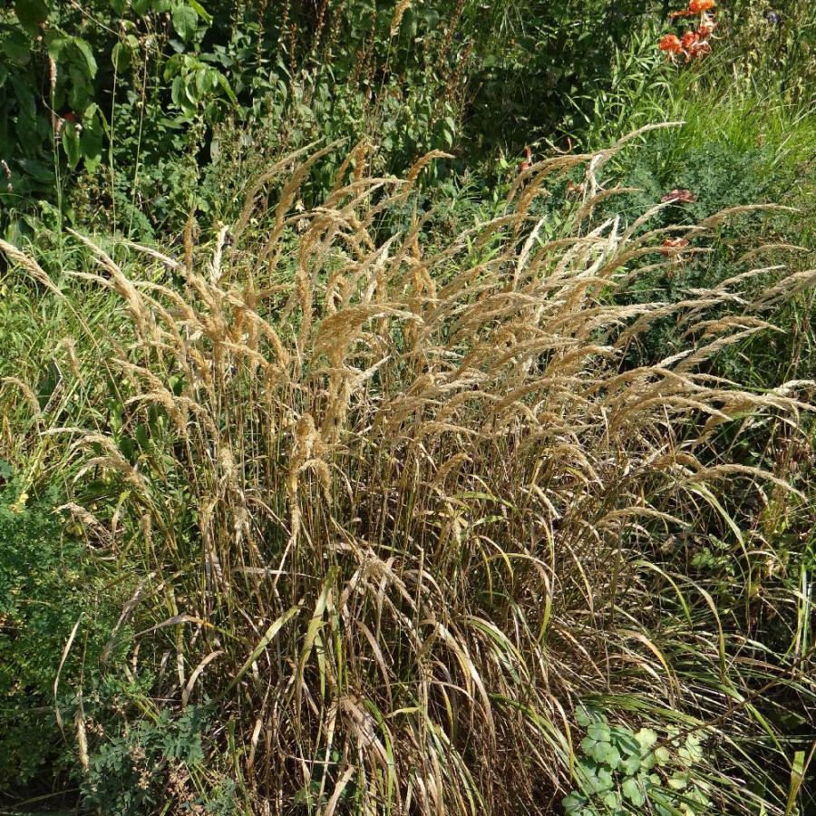 Plantes Vivaces STIPA calamagrostis 'Algäu' (Achnatherum) - Stipe en vente - Pépinière Lepage .