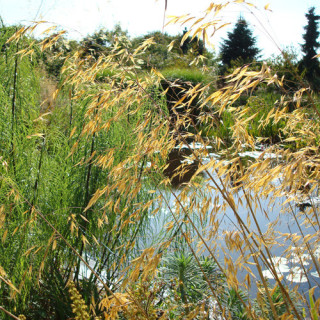 plantes-vivaces-stipa-gigantea-stipe-en-vente-stipe-geante-en-vente-pepiniere-lepage-