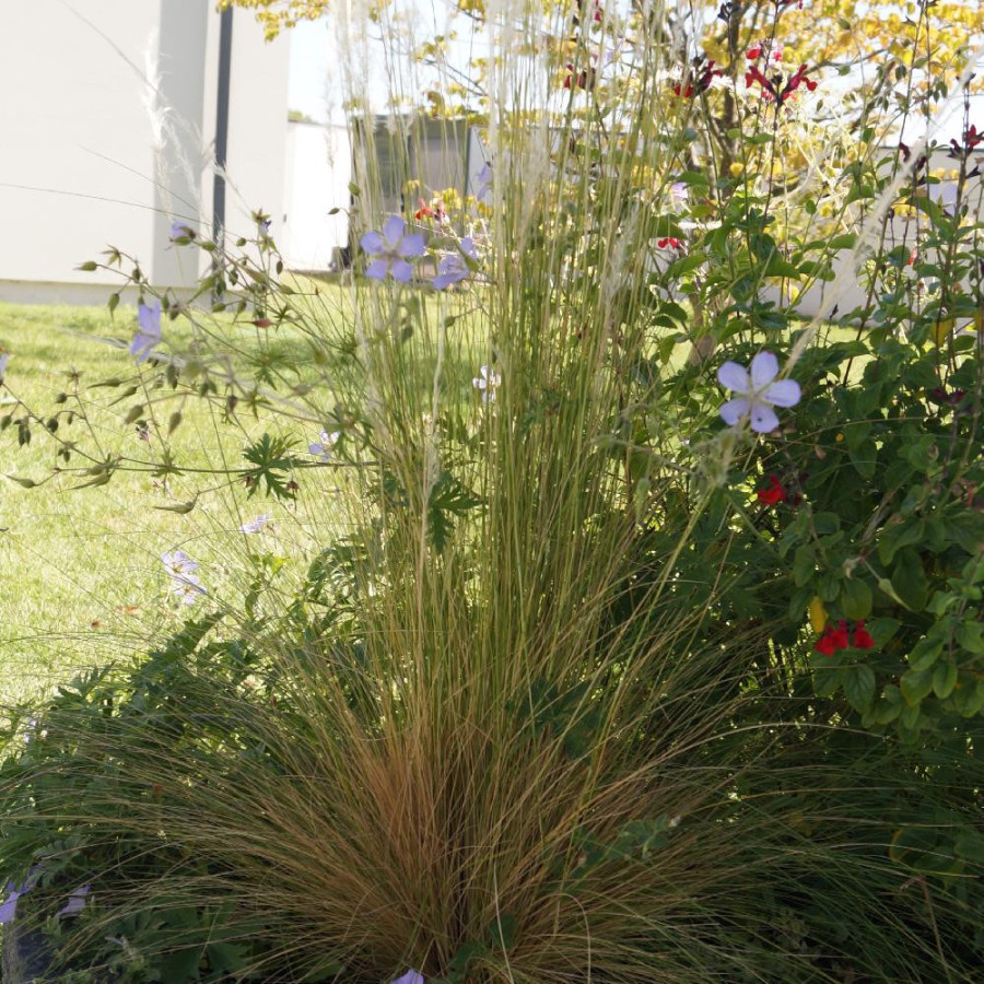 Plantes Vivaces STIPA ichu en vente - Pépinière Lepage .