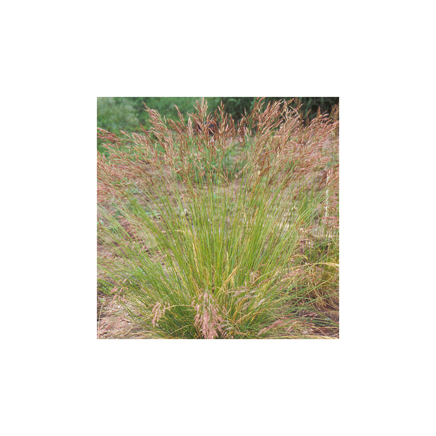 plantes-vivaces-stipa-pennata-stipe-en-vente-stipe-pennee-en-vente-pepiniere-lepage-