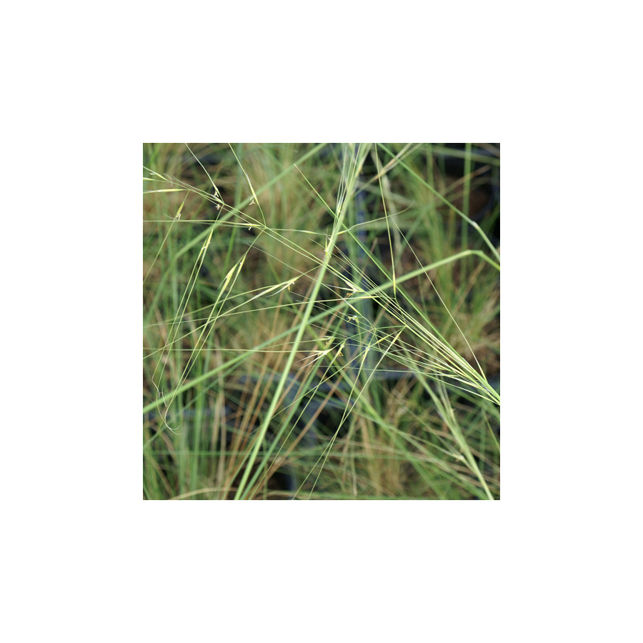 plantes-vivaces-stipa-pennata-stipe-en-vente-stipe-pennee-en-vente-pepiniere-lepage-