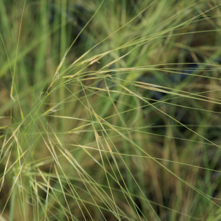 plantes-vivaces-stipa-pennata-stipe-en-vente-stipe-pennee-en-vente-pepiniere-lepage-
