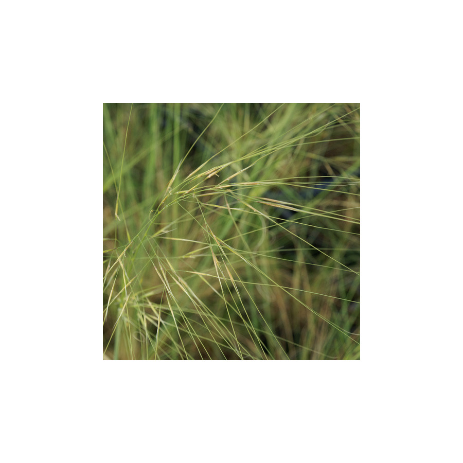 plantes-vivaces-stipa-pennata-stipe-en-vente-stipe-pennee-en-vente-pepiniere-lepage-