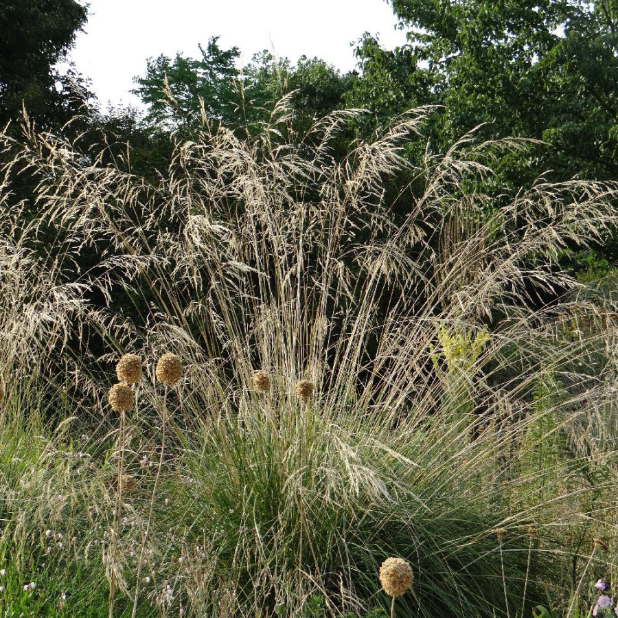 plantes-vivaces-stipa-splendens-achnatherum-stipe-en-vente-pepiniere-lepage-