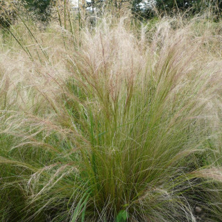 plantes-vivaces-stipa-tenuifolia-stipe-en-vente-cheveux-d-ange-en-vente-pepiniere-lepage-