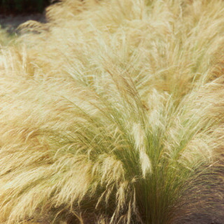 plantes-vivaces-stipa-tenuifolia-stipe-en-vente-cheveux-d-ange-en-vente-pepiniere-lepage-