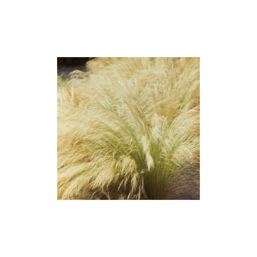 plantes-vivaces-stipa-tenuifolia-stipe-en-vente-cheveux-d-ange-en-vente-pepiniere-lepage-