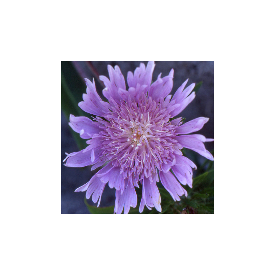 Plantes Vivaces STOKESIA laevis 'Blue Star' - Aster de Chine en vente - Bleuet d'Amérique en vente - Pépinière Lepage .