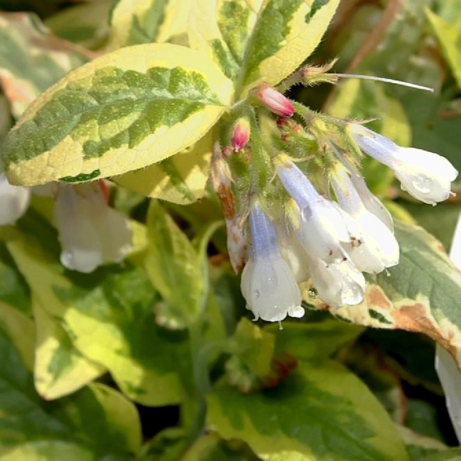 SYMPHYTUM grandiflorum 'Goldsmith'