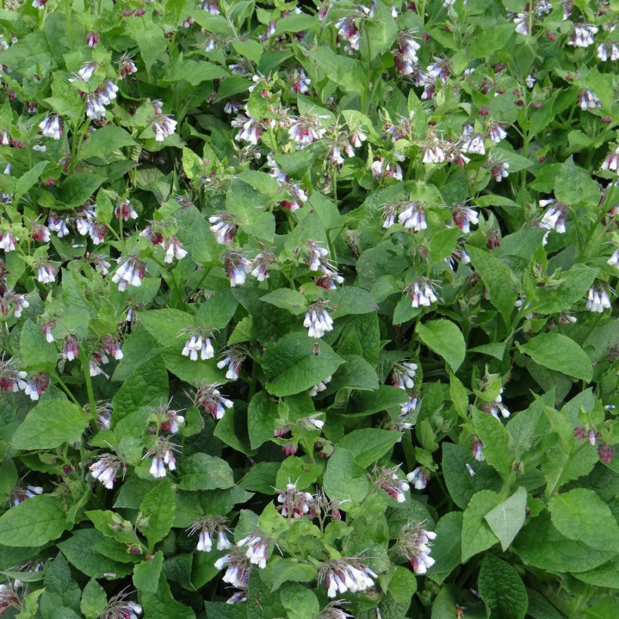 Plantes Vivaces SYMPHYTUM grandiflorum 'Hidcote Blue' - Consoude en vente - Pépinière Lepage .