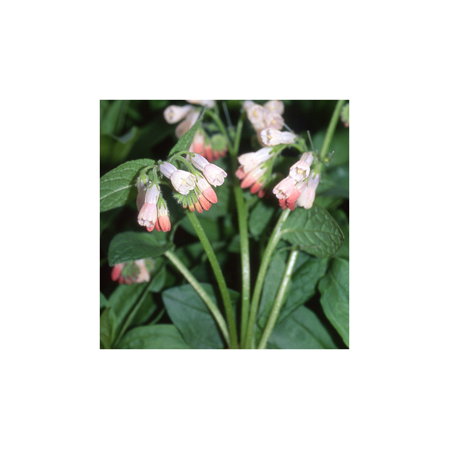 Plantes Vivaces SYMPHYTUM grandiflorum 'Hidcote Pink' - Consoude en vente - Pépinière Lepage .