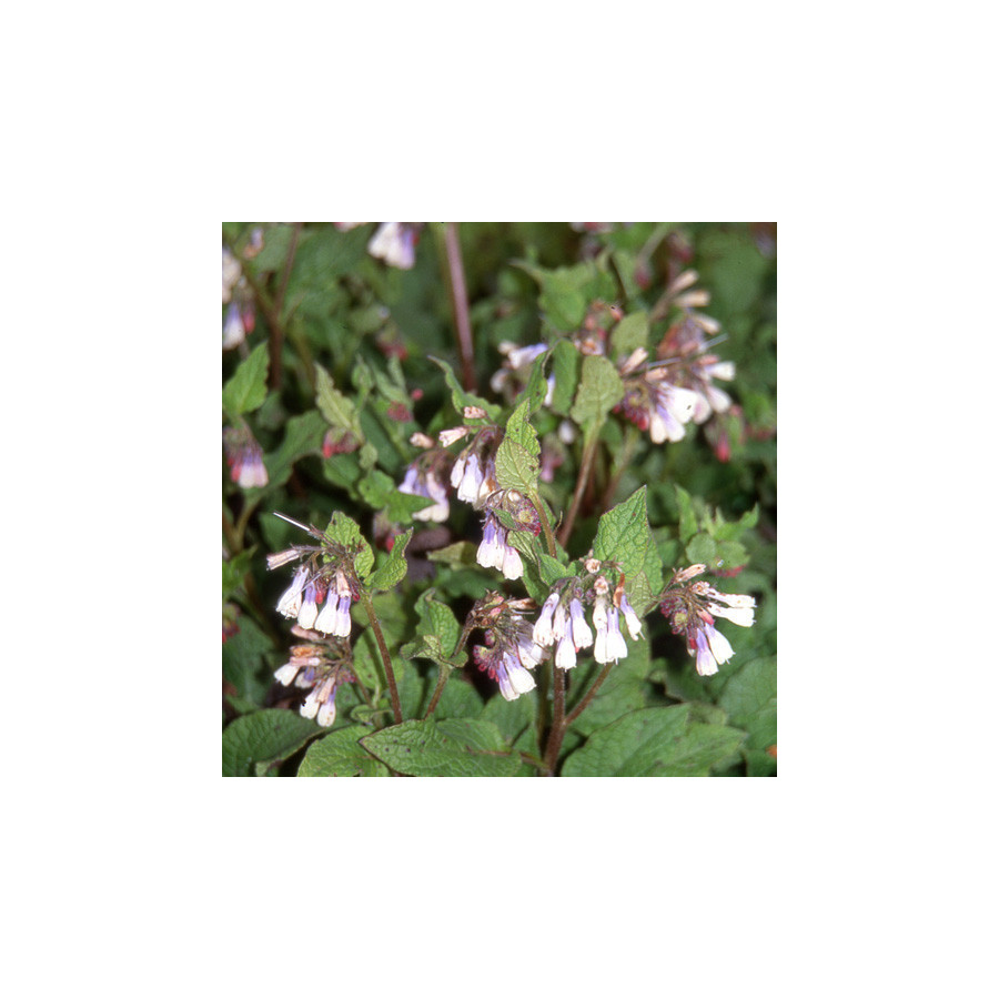 Plantes Vivaces SYMPHYTUM grandiflorum 'Wisley Blue' - Consoude en vente - Pépinière Lepage .