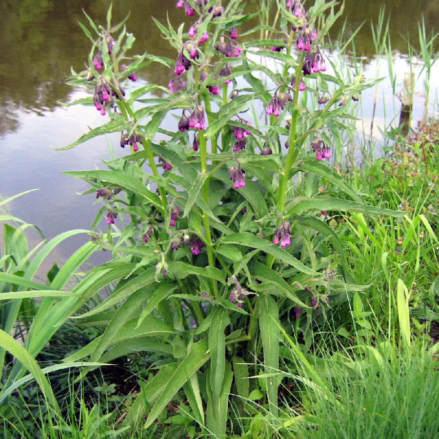 SYMPHYTUM officinale