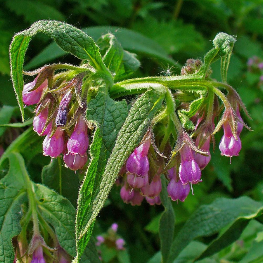 SYMPHYTUM officinale