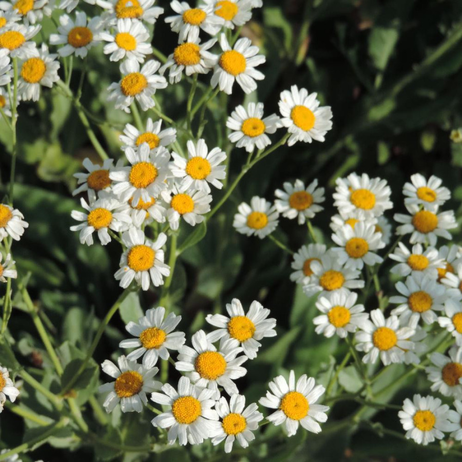 Plantes Vivaces TANACETUM balsamita - Menthe coq en vente - Tanaisie en vente - Pépinière Lepage .