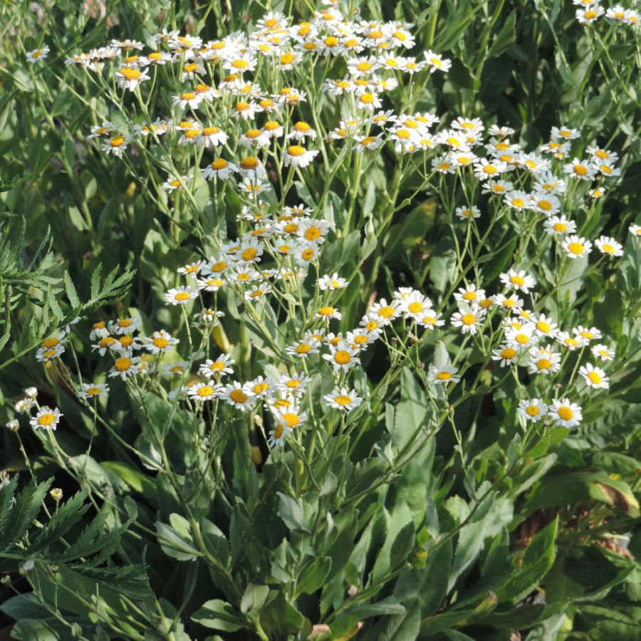 Plantes Vivaces TANACETUM balsamita - Menthe coq en vente - Tanaisie en vente - Pépinière Lepage .